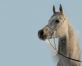 Картинка животные лошади