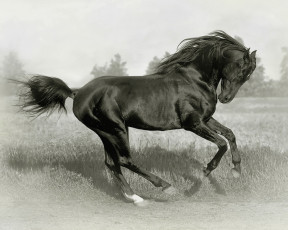 Картинка животные лошади