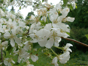 Картинка цветы цветущие деревья кустарники