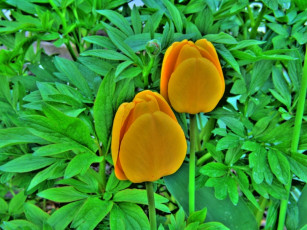 Картинка цветы тюльпаны