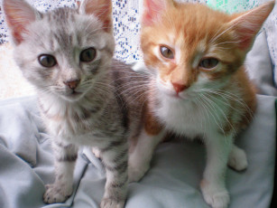 Картинка котята животные коты