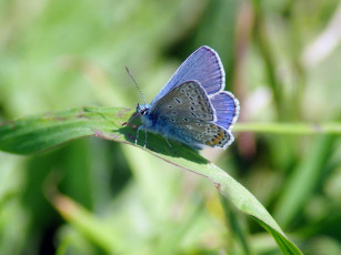 Картинка животные бабочки