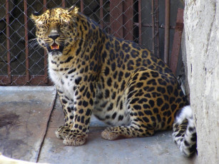 обоя животные, леопарды