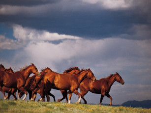 Картинка животные лошади
