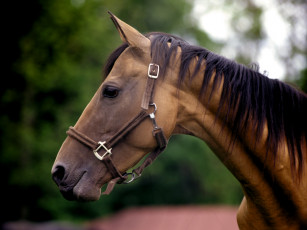 Картинка животные лошади