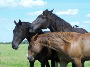 Картинка животные лошади