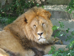 Картинка животные львы