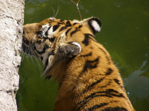 Картинка животные тигры