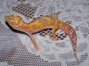 Картинка животные Ящерицы игуаны вараны