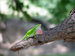 Картинка животные Ящерицы игуаны вараны