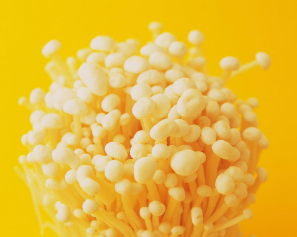 Обои картинки фото еда, грибы, грибные, блюда