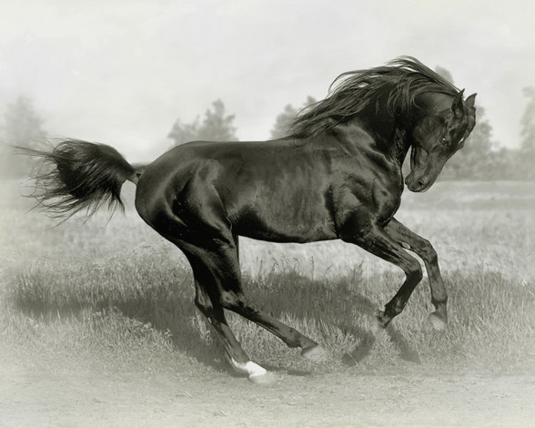 Обои картинки фото животные, лошади