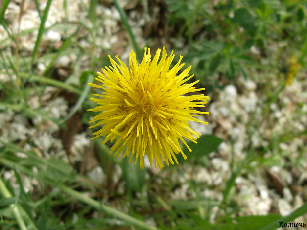 Обои картинки фото цветы, одуванчики