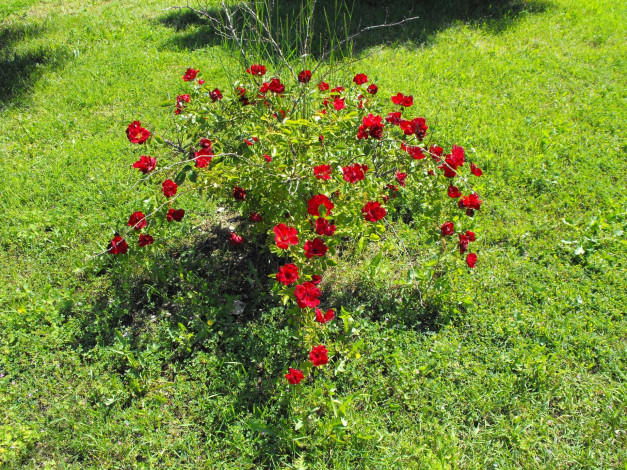 Обои картинки фото цветы, розы