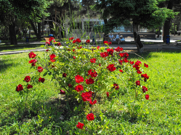 Обои картинки фото цветы, розы