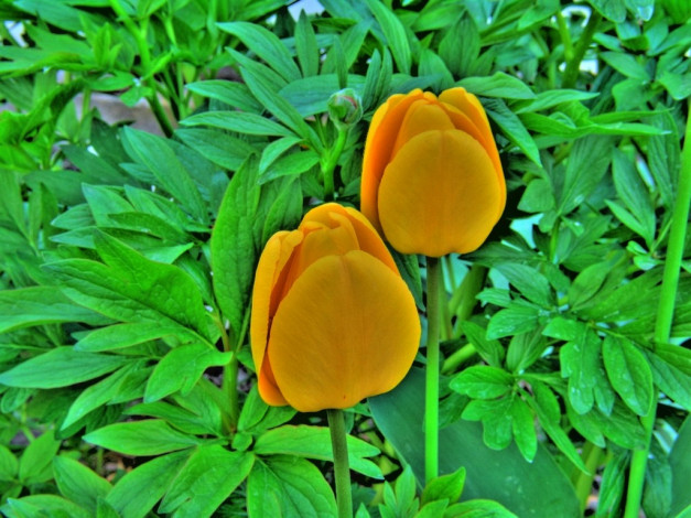 Обои картинки фото цветы, тюльпаны