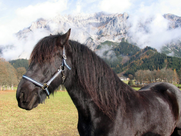 Обои картинки фото животные, лошади