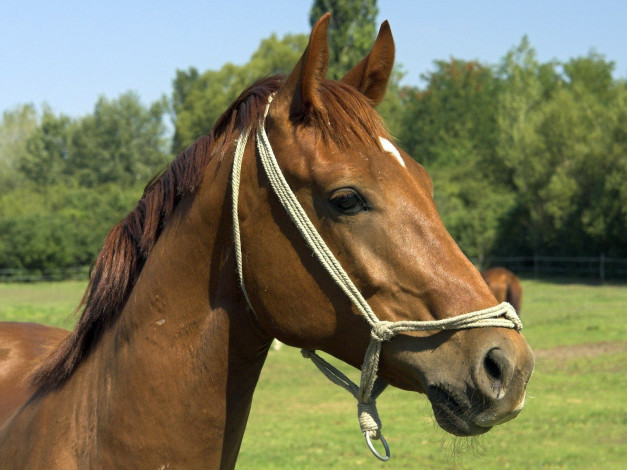 Обои картинки фото животные, лошади