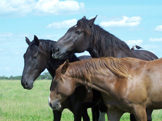 Обои картинки фото животные, лошади