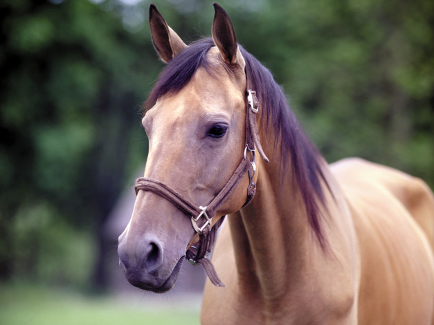 Обои картинки фото животные, лошади