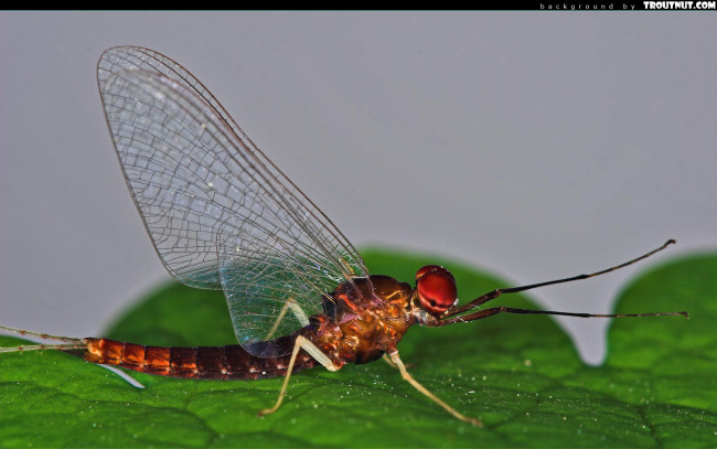 Обои картинки фото животные, стрекозы
