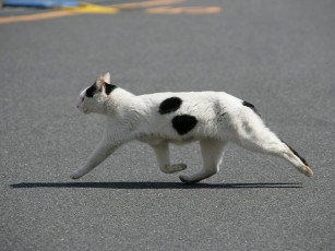 Картинка животные коты