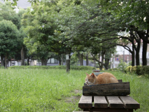 Картинка животные коты