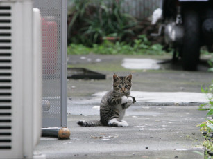 Картинка животные коты