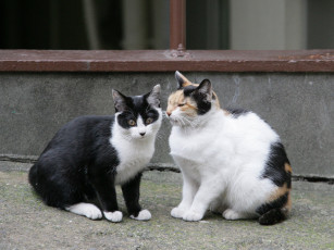 Картинка животные коты