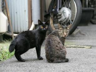 Картинка животные коты