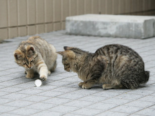 Картинка животные коты