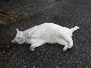 Картинка животные коты