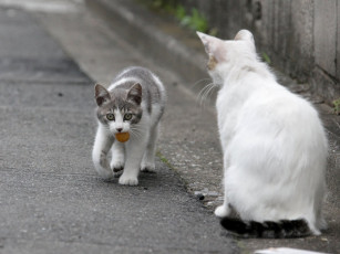 Картинка животные коты