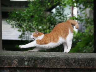 Картинка животные коты