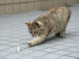 Картинка животные коты