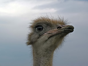 Картинка животные страусы