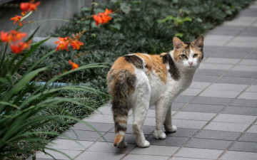 Картинка животные коты