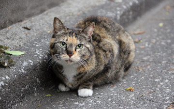 Картинка животные коты