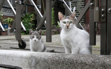 Картинка животные коты