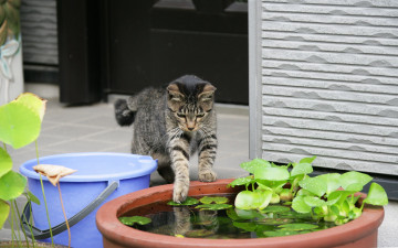 Картинка животные коты