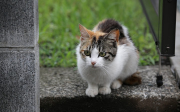 Картинка животные коты