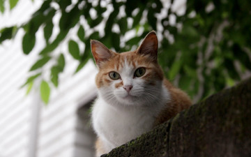 Картинка животные коты