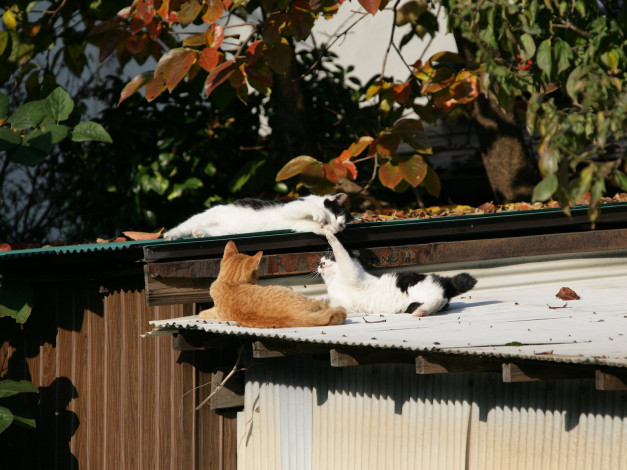 Обои картинки фото животные, коты