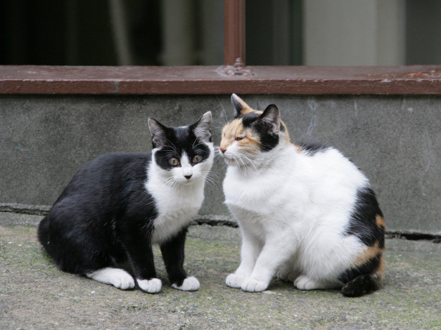 Обои картинки фото животные, коты