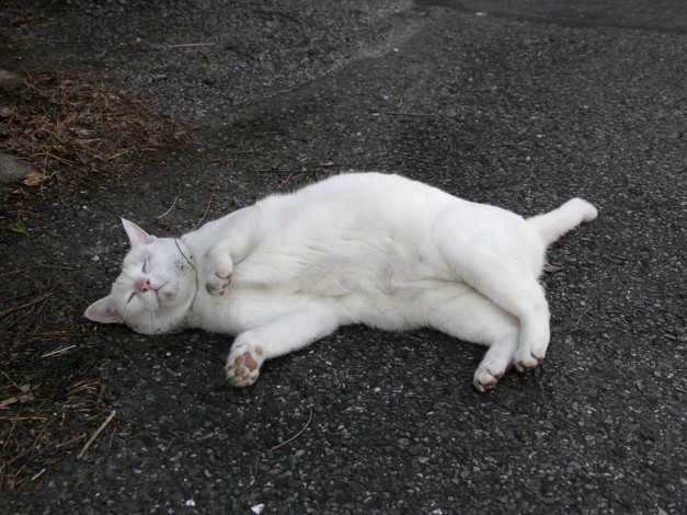 Обои картинки фото животные, коты