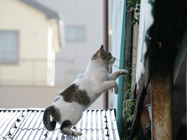 Обои картинки фото животные, коты