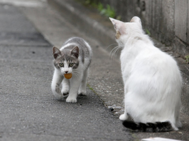 Обои картинки фото животные, коты