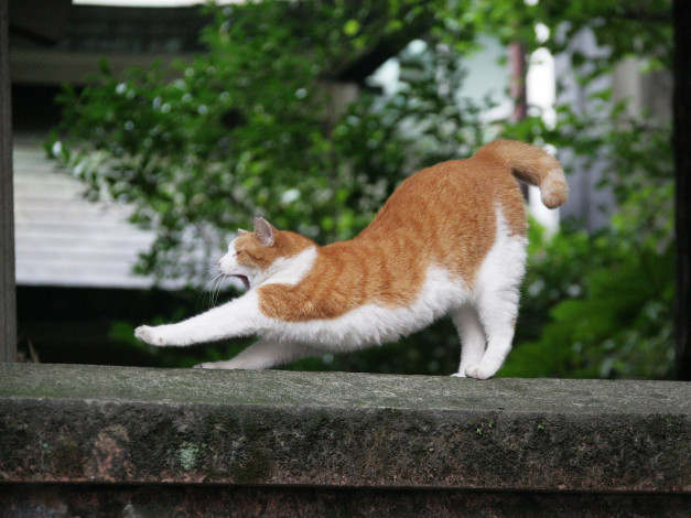 Обои картинки фото животные, коты