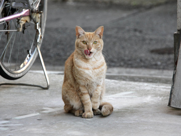 Обои картинки фото животные, коты