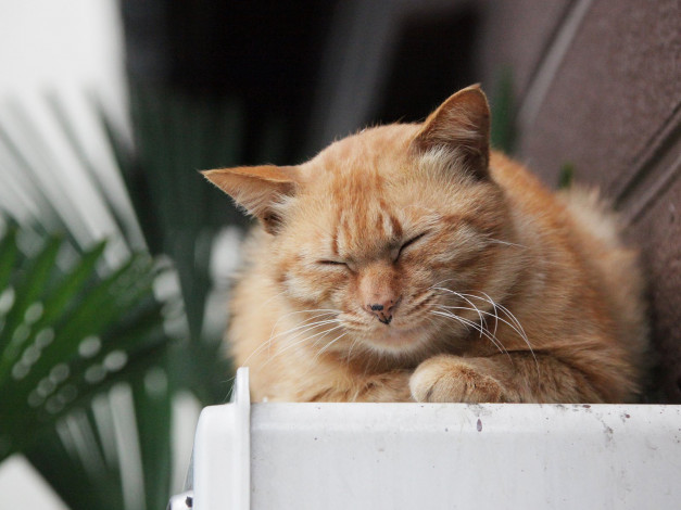 Обои картинки фото животные, коты